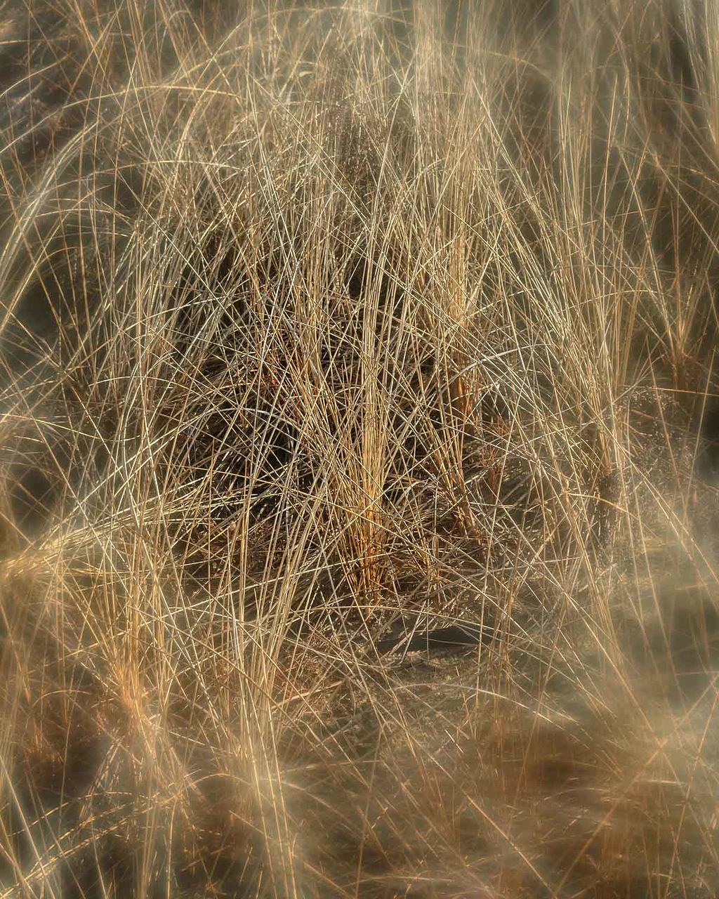 Sea grasses shining in afternoon light at Salisbury Beach State Reservation