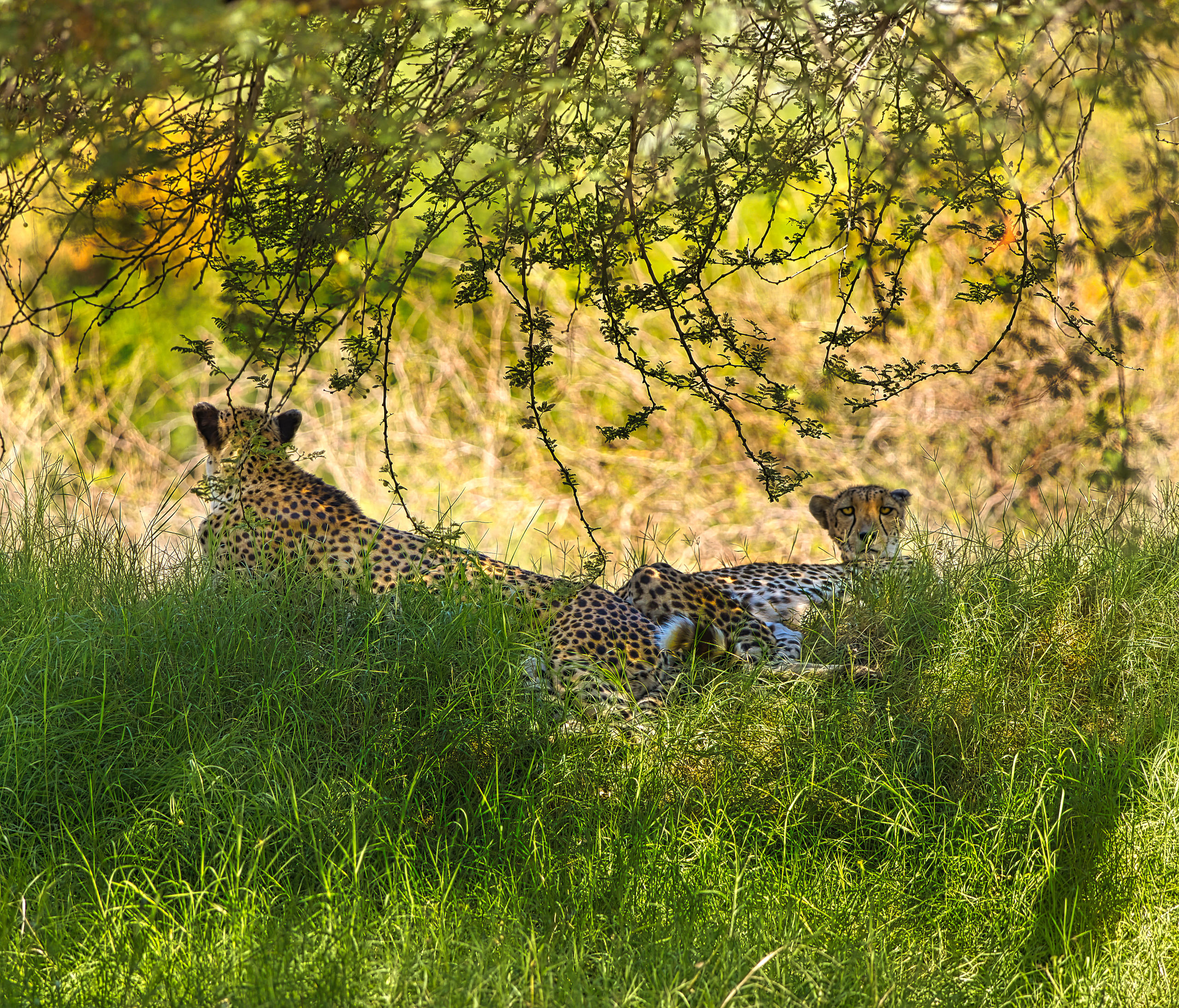 cheetah 1.jpg