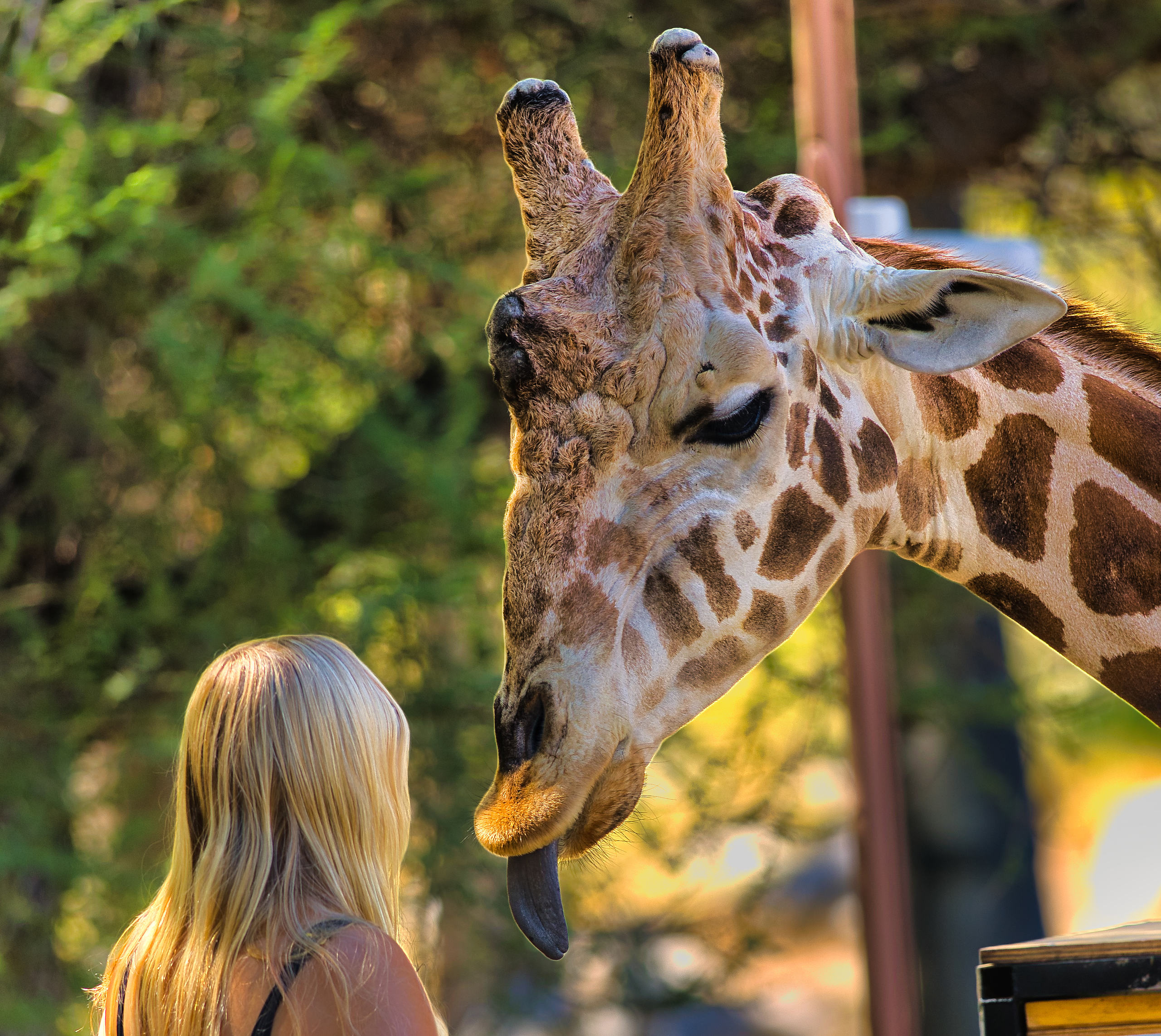 giraffe3.jpg