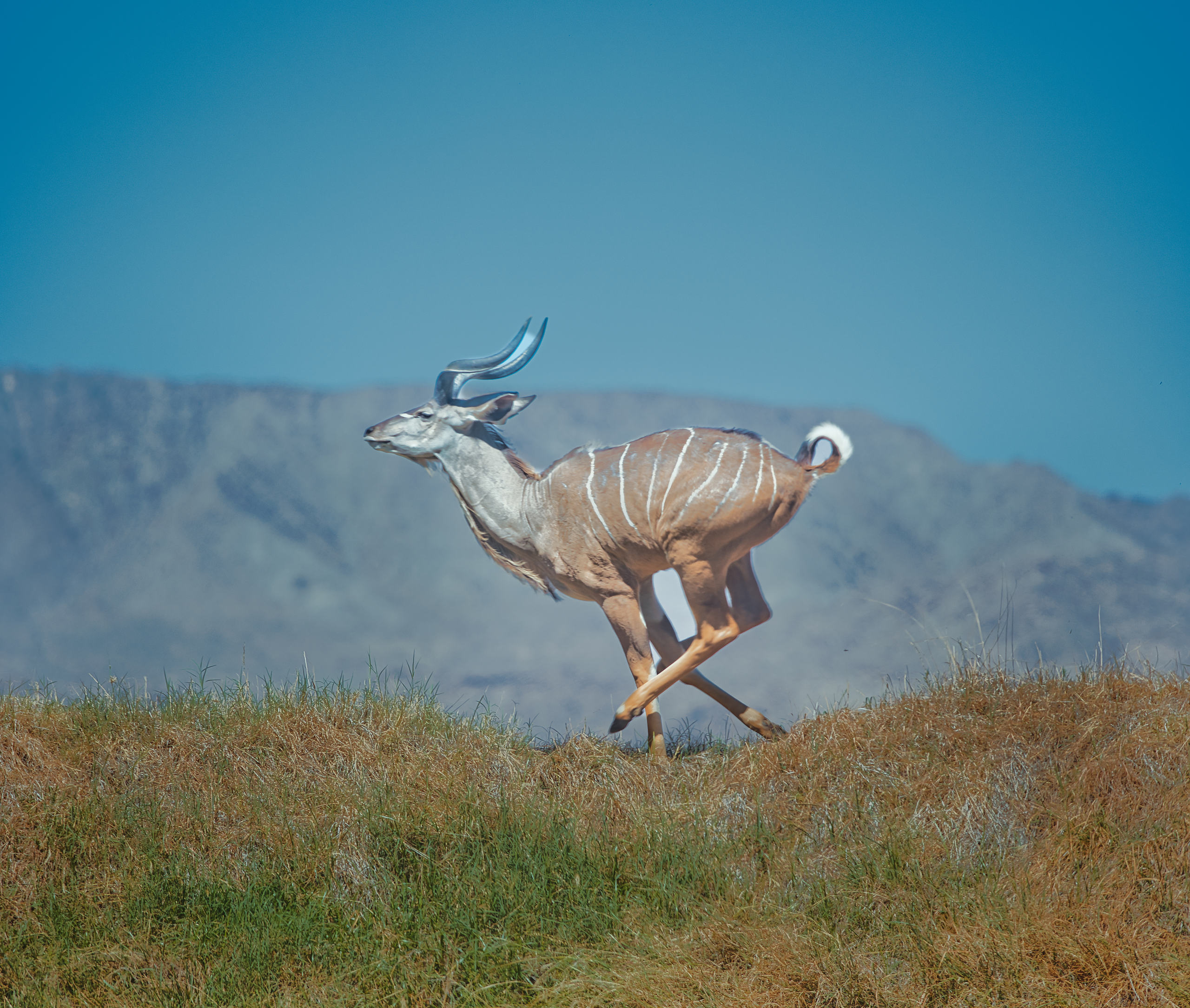antelope 1.jpg