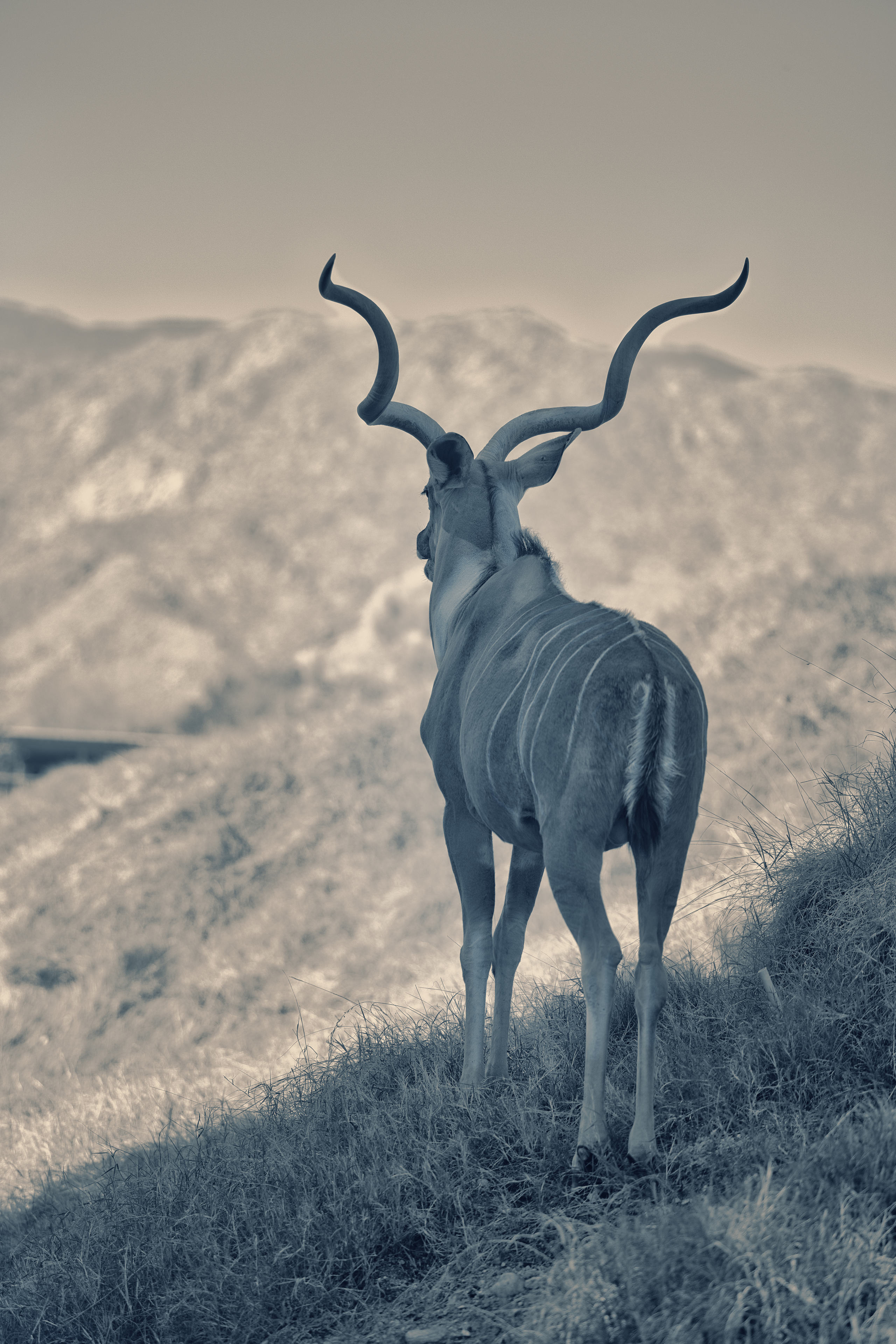 antelope 5.jpg