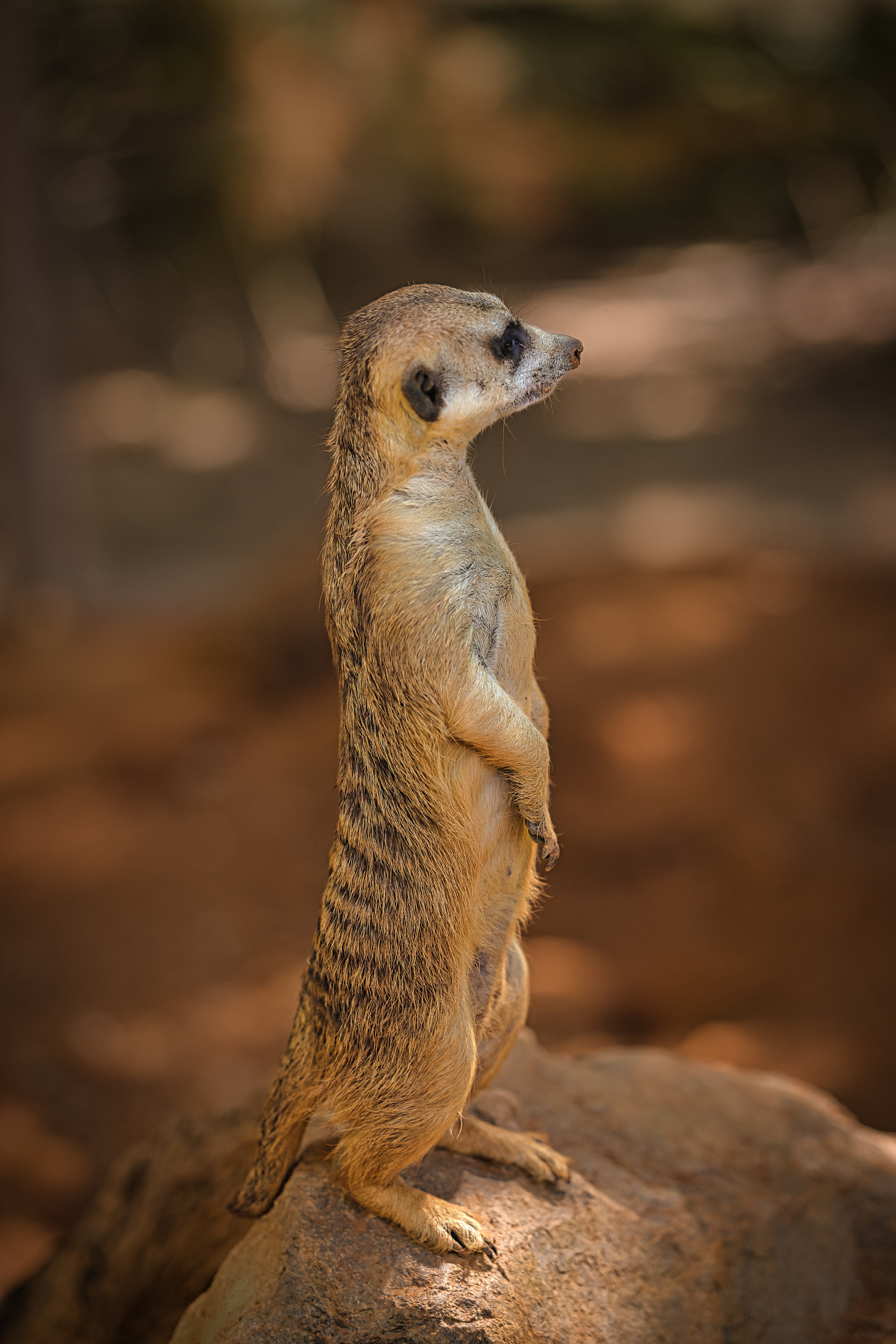 lemur 2.jpg