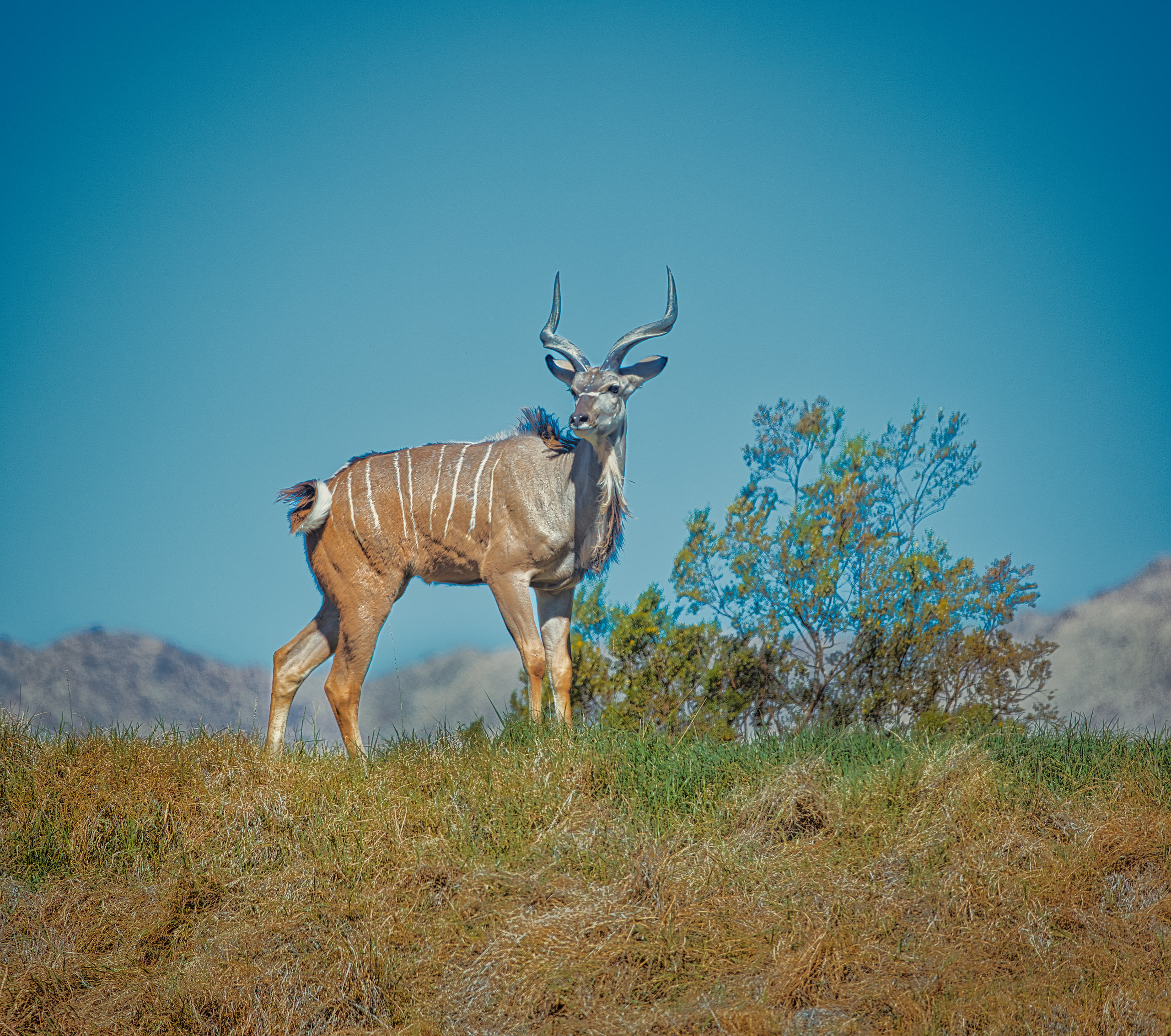 antelope 2.jpg