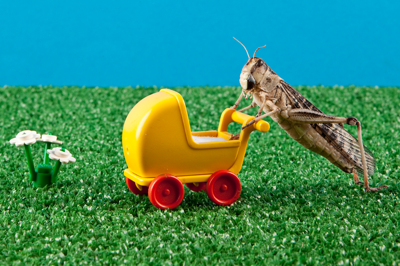 bugs wishes - Locusta © H Houtsma 2009